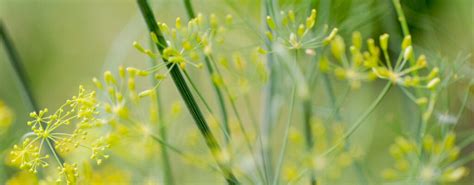 TilliChi non si informa adeguatamente in anticipo corre il rischio di ricevere tilli che non hanno la funzione desiderata o sono realizzati con materiali di qualità inferiore. Se volete un prodotto che soddisfi al meglio le vostre aspettative, dovreste provare un tilli.
  <p>Per i prodotti si possono trovare test online e confronti tra i prodotti.  I confronti tra i prodotti possono aiutare a confrontare le diverse funzioni o proprietà dei diversi prodotti. Di seguito, spieghiamo perché la ricerca è importante e di cosa si dovrebbe essere consapevoli quando si acquista un articolo.
</p>

<h2>Acquisto di Tilli - criteri importanti</h2>

<p>Una lista di controllo può aiutarti a evitare di dover cercare informazioni sui prodotti su decine di siti web. Di seguito è riportato un esempio di una lista di controllo che può aiutarvi a trovare il prodotto giusto. Importanti criteri di acquisto includono, ad esempio:
</p><ul>
<li>Opinioni dei clienti</li>
<li>Confronti dei prezzi</li>
<li>Dettagli del prodotto</li>
<li>Termini e condizioni di consegna</li>
<li>Domande dei clienti e risposte dei marchi</li>
</ul>
<h2>Qual è l
