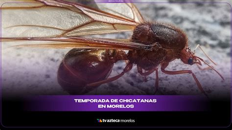 TiravinoChi non si informa adeguatamente in anticipo corre il rischio di ricevere tiravino che non hanno la funzione desiderata o sono realizzati con materiali di qualità inferiore. Se volete un prodotto che soddisfi al meglio le vostre aspettative, dovreste provare un tiravino.
  <p>Per i prodotti si possono trovare test online e confronti tra i prodotti.  I confronti tra i prodotti possono aiutare a confrontare le diverse funzioni o proprietà dei diversi prodotti. Di seguito, spieghiamo perché la ricerca è importante e di cosa si dovrebbe essere consapevoli quando si acquista un articolo.
</p>

<h2>Acquisto di Tiravino - criteri importanti</h2>

<p>Una lista di controllo può aiutarti a evitare di dover cercare informazioni sui prodotti su decine di siti web. Di seguito è riportato un esempio di una lista di controllo che può aiutarvi a trovare il prodotto giusto. Importanti criteri di acquisto includono, ad esempio:
</p><ul>
<li>Opinioni dei clienti</li>
<li>Confronti dei prezzi</li>
<li>Dettagli del prodotto</li>
<li>Termini e condizioni di consegna</li>
<li>Domande dei clienti e risposte dei marchi</li>
</ul>
<h2>Qual è l