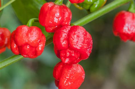 Trinidad scorpionChi non si informa adeguatamente in anticipo corre il rischio di ricevere trinidad scorpion che non hanno la funzione desiderata o sono realizzati con materiali di qualità inferiore. Se volete un prodotto che soddisfi al meglio le vostre aspettative, dovreste provare un trinidad scorpion.
  <p>Per i prodotti si possono trovare test online e confronti tra i prodotti.  I confronti tra i prodotti possono aiutare a confrontare le diverse funzioni o proprietà dei diversi prodotti. Di seguito, spieghiamo perché la ricerca è importante e di cosa si dovrebbe essere consapevoli quando si acquista un articolo.
</p>

<h2>Acquisto di Trinidad scorpion - criteri importanti</h2>

<p>Una lista di controllo può aiutarti a evitare di dover cercare informazioni sui prodotti su decine di siti web. Di seguito è riportato un esempio di una lista di controllo che può aiutarvi a trovare il prodotto giusto. Importanti criteri di acquisto includono, ad esempio:
</p><ul>
<li>Opinioni dei clienti</li>
<li>Confronti dei prezzi</li>
<li>Dettagli del prodotto</li>
<li>Termini e condizioni di consegna</li>
<li>Domande dei clienti e risposte dei marchi</li>
</ul>
<h2>Qual è l
