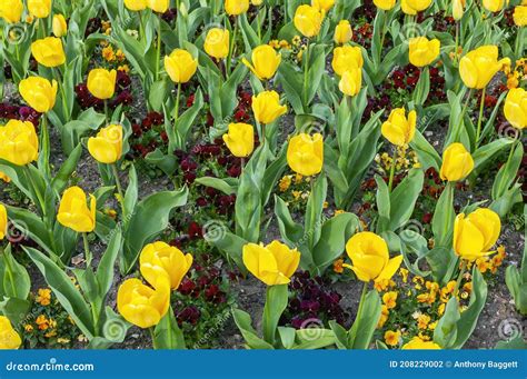 Tulipano 2 mesiChi non si informa adeguatamente in anticipo corre il rischio di ricevere tulipano 2 mesi che non hanno la funzione desiderata o sono realizzati con materiali di qualità inferiore. Se volete un prodotto che soddisfi al meglio le vostre aspettative, dovreste provare un tulipano 2 mesi.
  <p>Per i prodotti si possono trovare test online e confronti tra i prodotti.  I confronti tra i prodotti possono aiutare a confrontare le diverse funzioni o proprietà dei diversi prodotti. Di seguito, spieghiamo perché la ricerca è importante e di cosa si dovrebbe essere consapevoli quando si acquista un articolo.
</p>

<h2>Acquisto di Tulipano 2 mesi - criteri importanti</h2>

<p>Una lista di controllo può aiutarti a evitare di dover cercare informazioni sui prodotti su decine di siti web. Di seguito è riportato un esempio di una lista di controllo che può aiutarvi a trovare il prodotto giusto. Importanti criteri di acquisto includono, ad esempio:
</p><ul>
<li>Opinioni dei clienti</li>
<li>Confronti dei prezzi</li>
<li>Dettagli del prodotto</li>
<li>Termini e condizioni di consegna</li>
<li>Domande dei clienti e risposte dei marchi</li>
</ul>
<h2>Qual è l