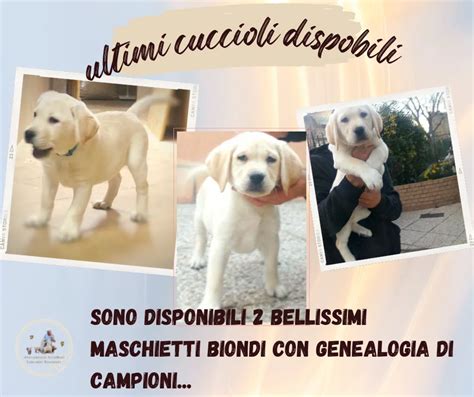 Ultimi 2 cuccioliChi non si informa adeguatamente in anticipo corre il rischio di ricevere ultimi 2 cuccioli che non hanno la funzione desiderata o sono realizzati con materiali di qualità inferiore. Se volete un prodotto che soddisfi al meglio le vostre aspettative, dovreste provare un ultimi 2 cuccioli.
  <p>Per i prodotti si possono trovare test online e confronti tra i prodotti.  I confronti tra i prodotti possono aiutare a confrontare le diverse funzioni o proprietà dei diversi prodotti. Di seguito, spieghiamo perché la ricerca è importante e di cosa si dovrebbe essere consapevoli quando si acquista un articolo.
</p>

<h2>Acquisto di Ultimi 2 cuccioli - criteri importanti</h2>

<p>Una lista di controllo può aiutarti a evitare di dover cercare informazioni sui prodotti su decine di siti web. Di seguito è riportato un esempio di una lista di controllo che può aiutarvi a trovare il prodotto giusto. Importanti criteri di acquisto includono, ad esempio:
</p><ul>
<li>Opinioni dei clienti</li>
<li>Confronti dei prezzi</li>
<li>Dettagli del prodotto</li>
<li>Termini e condizioni di consegna</li>
<li>Domande dei clienti e risposte dei marchi</li>
</ul>
<h2>Qual è l