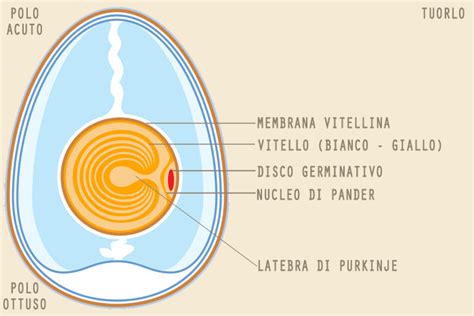 UovoChi non si informa adeguatamente in anticipo corre il rischio di ricevere uovo che non hanno la funzione desiderata o sono realizzati con materiali di qualità inferiore. Se volete un prodotto che soddisfi al meglio le vostre aspettative, dovreste provare un uovo.
  <p>Per i prodotti si possono trovare test online e confronti tra i prodotti.  I confronti tra i prodotti possono aiutare a confrontare le diverse funzioni o proprietà dei diversi prodotti. Di seguito, spieghiamo perché la ricerca è importante e di cosa si dovrebbe essere consapevoli quando si acquista un articolo.
</p>

<h2>Acquisto di Uovo - criteri importanti</h2>

<p>Una lista di controllo può aiutarti a evitare di dover cercare informazioni sui prodotti su decine di siti web. Di seguito è riportato un esempio di una lista di controllo che può aiutarvi a trovare il prodotto giusto. Importanti criteri di acquisto includono, ad esempio:
</p><ul>
<li>Opinioni dei clienti</li>
<li>Confronti dei prezzi</li>
<li>Dettagli del prodotto</li>
<li>Termini e condizioni di consegna</li>
<li>Domande dei clienti e risposte dei marchi</li>
</ul>
<h2>Qual è l