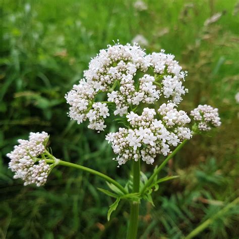 ValerianaChi non si informa adeguatamente in anticipo corre il rischio di ricevere valeriana che non hanno la funzione desiderata o sono realizzati con materiali di qualità inferiore. Se volete un prodotto che soddisfi al meglio le vostre aspettative, dovreste provare un valeriana.
  <p>Per i prodotti si possono trovare test online e confronti tra i prodotti.  I confronti tra i prodotti possono aiutare a confrontare le diverse funzioni o proprietà dei diversi prodotti. Di seguito, spieghiamo perché la ricerca è importante e di cosa si dovrebbe essere consapevoli quando si acquista un articolo.
</p>

<h2>Acquisto di Valeriana - criteri importanti</h2>

<p>Una lista di controllo può aiutarti a evitare di dover cercare informazioni sui prodotti su decine di siti web. Di seguito è riportato un esempio di una lista di controllo che può aiutarvi a trovare il prodotto giusto. Importanti criteri di acquisto includono, ad esempio:
</p><ul>
<li>Opinioni dei clienti</li>
<li>Confronti dei prezzi</li>
<li>Dettagli del prodotto</li>
<li>Termini e condizioni di consegna</li>
<li>Domande dei clienti e risposte dei marchi</li>
</ul>
<h2>Qual è l