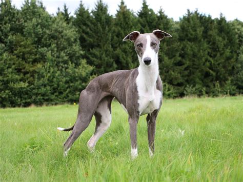 Whippet levrieroChi non si informa adeguatamente in anticipo corre il rischio di ricevere whippet levriero che non hanno la funzione desiderata o sono realizzati con materiali di qualità inferiore. Se volete un prodotto che soddisfi al meglio le vostre aspettative, dovreste provare un whippet levriero.
  <p>Per i prodotti si possono trovare test online e confronti tra i prodotti.  I confronti tra i prodotti possono aiutare a confrontare le diverse funzioni o proprietà dei diversi prodotti. Di seguito, spieghiamo perché la ricerca è importante e di cosa si dovrebbe essere consapevoli quando si acquista un articolo.
</p>

<h2>Acquisto di Whippet levriero - criteri importanti</h2>

<p>Una lista di controllo può aiutarti a evitare di dover cercare informazioni sui prodotti su decine di siti web. Di seguito è riportato un esempio di una lista di controllo che può aiutarvi a trovare il prodotto giusto. Importanti criteri di acquisto includono, ad esempio:
</p><ul>
<li>Opinioni dei clienti</li>
<li>Confronti dei prezzi</li>
<li>Dettagli del prodotto</li>
<li>Termini e condizioni di consegna</li>
<li>Domande dei clienti e risposte dei marchi</li>
</ul>
<h2>Qual è l
