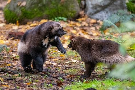 WolverinesChi non si informa adeguatamente in anticipo corre il rischio di ricevere wolverines che non hanno la funzione desiderata o sono realizzati con materiali di qualità inferiore. Se volete un prodotto che soddisfi al meglio le vostre aspettative, dovreste provare un wolverines.
  <p>Per i prodotti si possono trovare test online e confronti tra i prodotti.  I confronti tra i prodotti possono aiutare a confrontare le diverse funzioni o proprietà dei diversi prodotti. Di seguito, spieghiamo perché la ricerca è importante e di cosa si dovrebbe essere consapevoli quando si acquista un articolo.
</p>

<h2>Acquisto di Wolverines - criteri importanti</h2>

<p>Una lista di controllo può aiutarti a evitare di dover cercare informazioni sui prodotti su decine di siti web. Di seguito è riportato un esempio di una lista di controllo che può aiutarvi a trovare il prodotto giusto. Importanti criteri di acquisto includono, ad esempio:
</p><ul>
<li>Opinioni dei clienti</li>
<li>Confronti dei prezzi</li>
<li>Dettagli del prodotto</li>
<li>Termini e condizioni di consegna</li>
<li>Domande dei clienti e risposte dei marchi</li>
</ul>
<h2>Qual è l